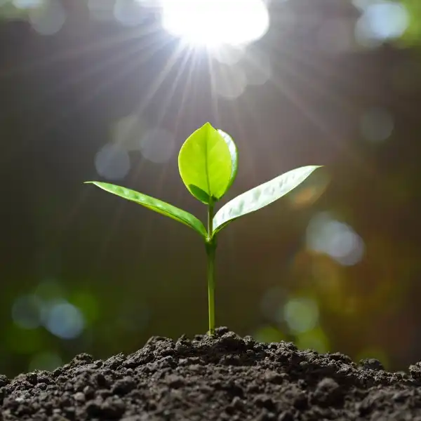 You are currently viewing Unlocking the Secret Power of UV Light: How Plants Thrive in the Glow