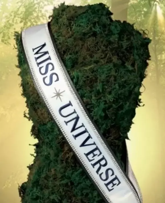 You are currently viewing Unveiling the Glamorous World of Miss Universe: A Closer Look at the Coveted Perks and Benefits