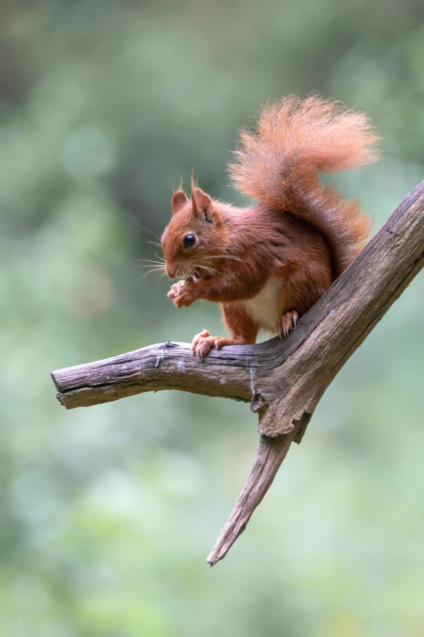 You are currently viewing Why Do Squirrels Have Bushy Tails?