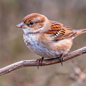 Read more about the article Fox Sparrow
