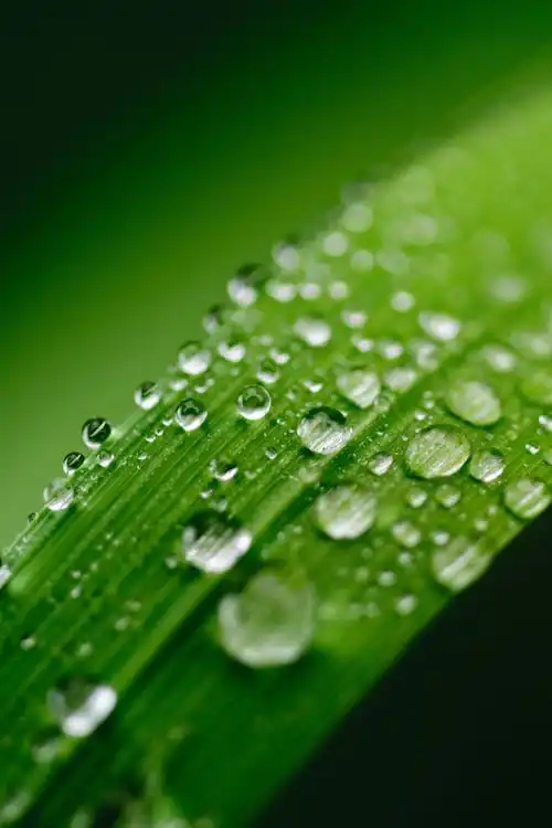 You are currently viewing What causes dew?