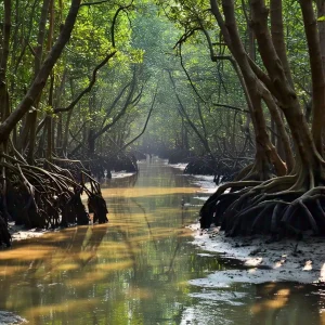 Read more about the article Sundarbans Mangrove Forest