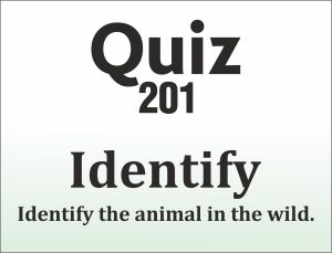 Read more about the article QUIZ