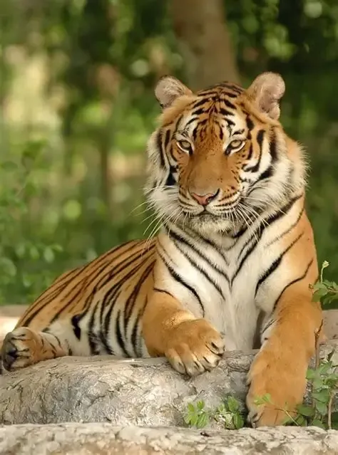 You are currently viewing Why protecting tigers is protecting our forests