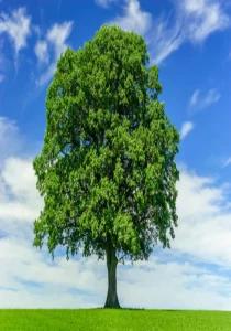 Read more about the article One Tree, Big Difference