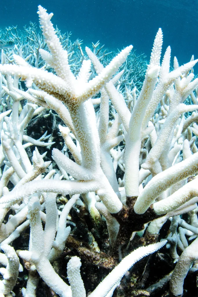 White Roses Reef Coral Reefs are Turning White? - Kidz Herald
