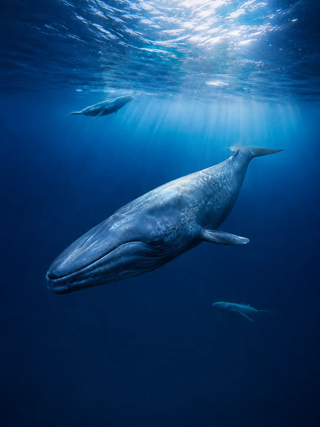 You are currently viewing How Did Blue Whales Become So Large?